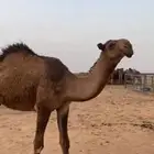 قعود طيب