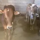 حسلان بلدية للبيع
