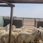 ضان صنف الصنف دفيع