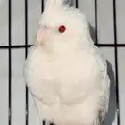 كوكتيل ألبينو عيون حمر أليف جدا  (ذكر )