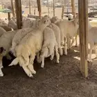 طليان اضاحي