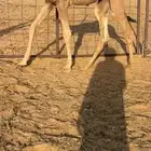 قعود وبكره
