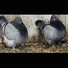زوج فرش بلوبار