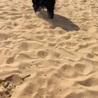 خروف عرب للبيع