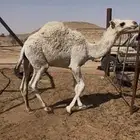 1قعود مفرود طيب