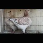 طبه تاكسن top