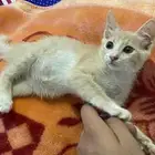 قطه للبيع هادئيه وجميله