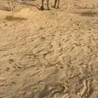اصفر للبيع