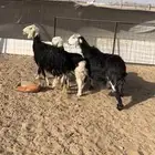 عرض شاتين وحده خلفه تحتها رخل فوق ثلاث شهور ومضرع حسب كلام