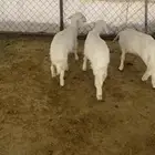 خرفان ورخال للبيع