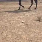 للبيع بعير مجهم مزاين