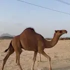 قعود فل شحم
