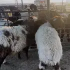 خرفان تمايم طييبه