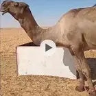 الموقع الجله هذا ولد الشامخ بعير العامرى ع الهرش