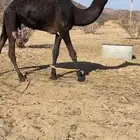 قعود للبيع