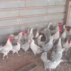 4ديكه وا 6دجاج