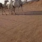 خلفه تحتها قعود سنه ثني