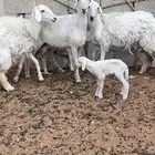 ثنوات مواليد ووحده دافع شرط