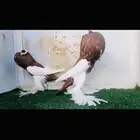 زوج نفاخ مسوبعtop