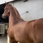 مهر مكس خط جمال