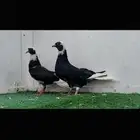 طبه قلاب هجارس