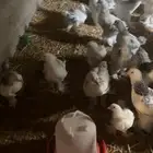 صوص براهما ابيض