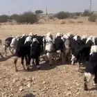 طليان نجد فاخره