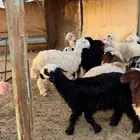 نجد رخال كفو