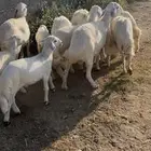 ضان صنف تم البيع