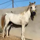 حصان شعبي للبيع