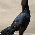 دجاج باكستاني سندي نسل غبشان