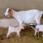 ماعز قزم معاها 2 جفار (اناثي)