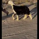 مرياع نجديه على الحبل