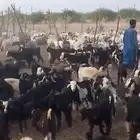 تيوس