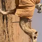 للبيع بكره حقه