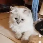 كيتين هجين هامالايا راغدوال