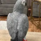 ببغاء كاسكو أفريقي متكلم واليف