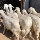 5 خرفان ورخلين سمان بلديه