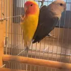 جوز روز فشرات