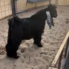 تيس عارضي فاخر