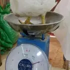 دجاج لاحم الاوزان من 1350 الى 2000 العدد ((1000))