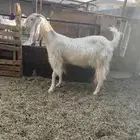 عنز دافع وجبره وكفو