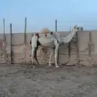 عشراء وضحا كفوو