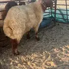 خروف جذع للبيع