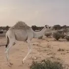 حاشي على حليب امه