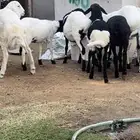 ثلاث خرفان وخمس رخال هرافى مهجنه وطيبه