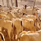 تيوس بالجملة حلال نظيف ونخب أول