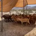 معزاء 42 راس حد بيع 295ريال