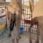للبيع حشو قعدان