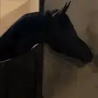 حصان شعبي